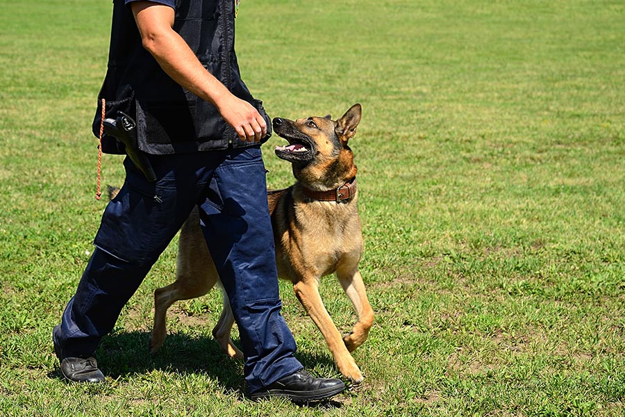 police-officer-training-canine